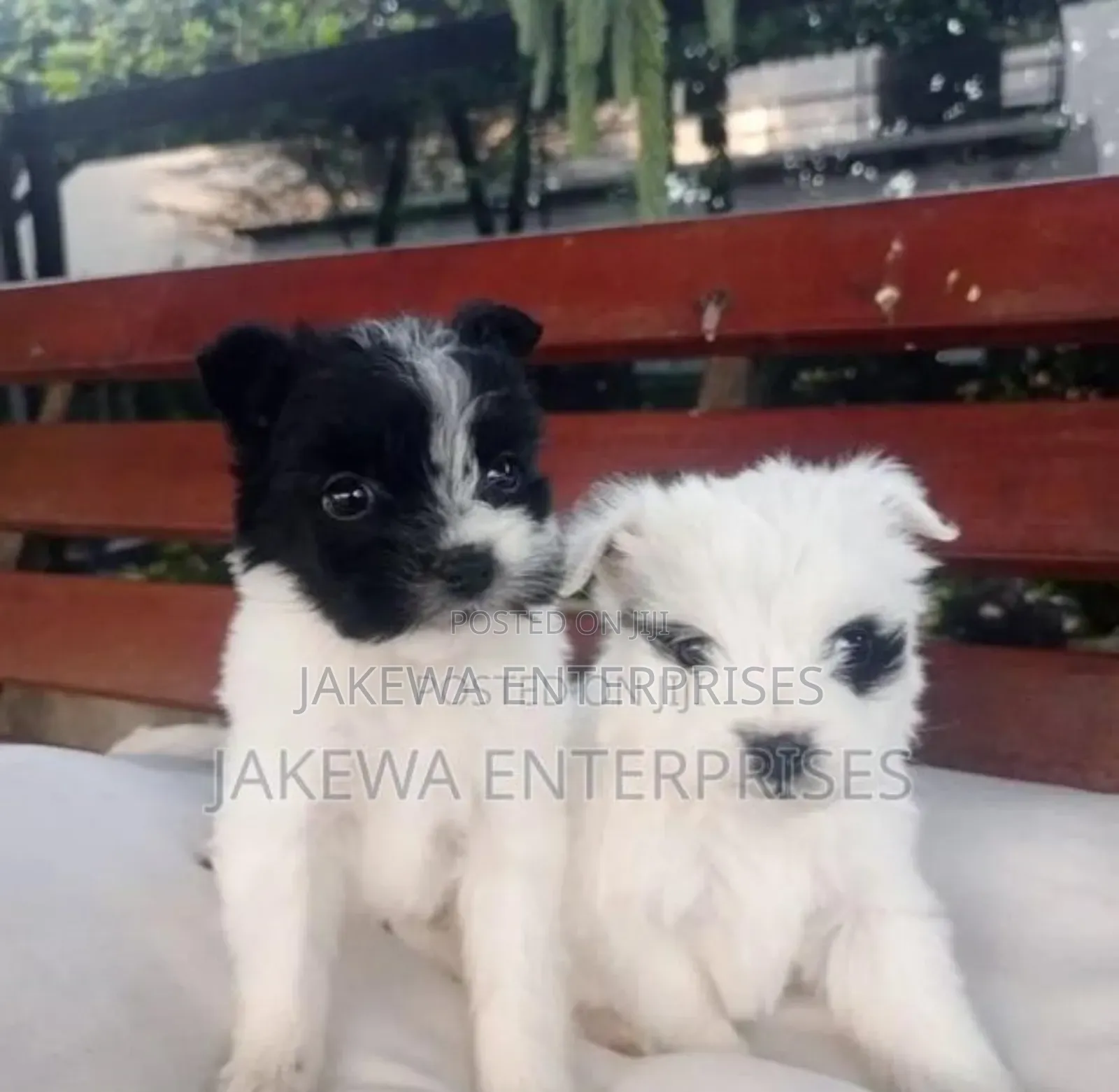 1-3 months Female Purebred Havanese