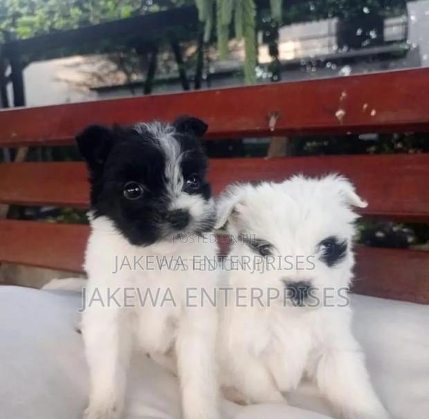 1-3 months Female Purebred Havanese - main view