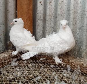 Upcoming Frillbacks Pair - thumbnail 2