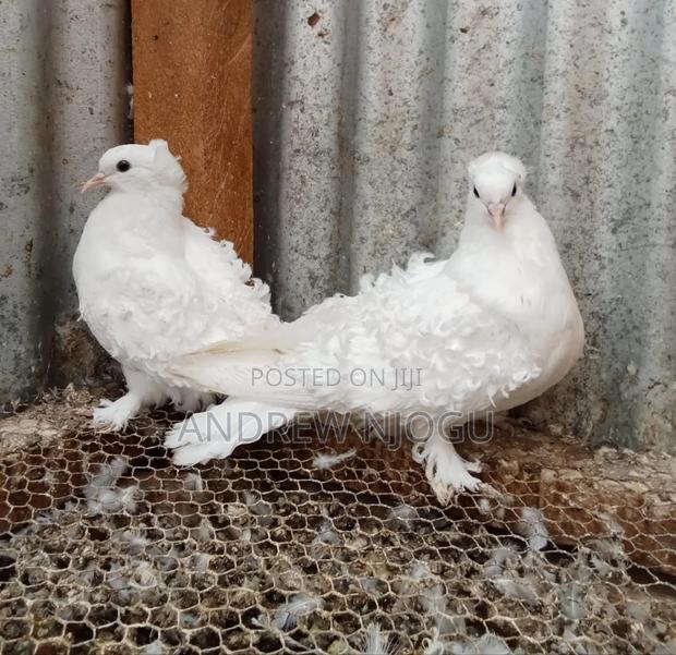 Upcoming Frillbacks Pair - main view