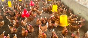 Ative Layers - main view