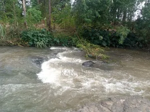 Fertile Land Ruiru