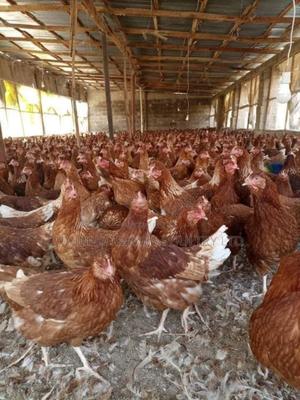 Good Health Layers - thumbnail 2