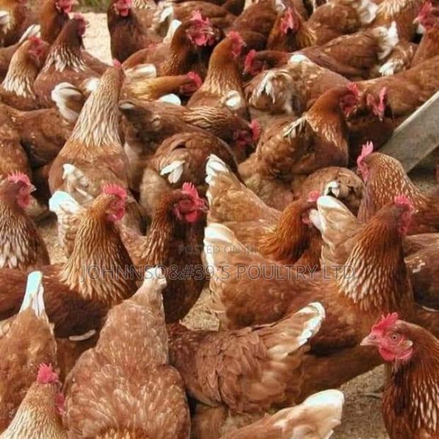 Good Health Layers - thumbnail 3