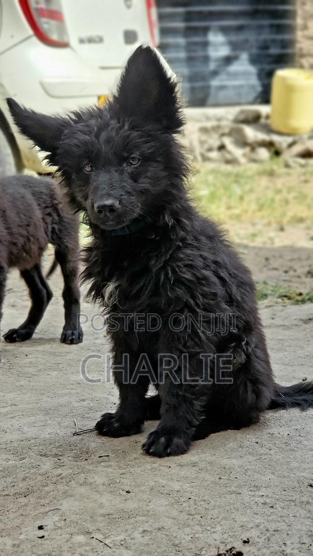 1-3 months Male Purebred German Shepherd - thumbnail 2