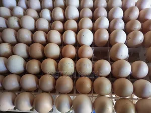 Kenya Poultry Automatic Egg Incubator 264 Eggs Capacity
