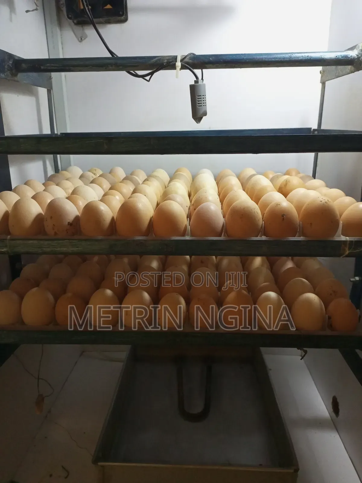 Kenya Poultry Automatic Egg Incubator 264 Eggs Capacity