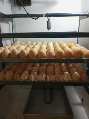 Kenya Poultry Automatic Egg Incubator 264 Eggs Capacity