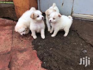 Male Purebred Japanese Spitz