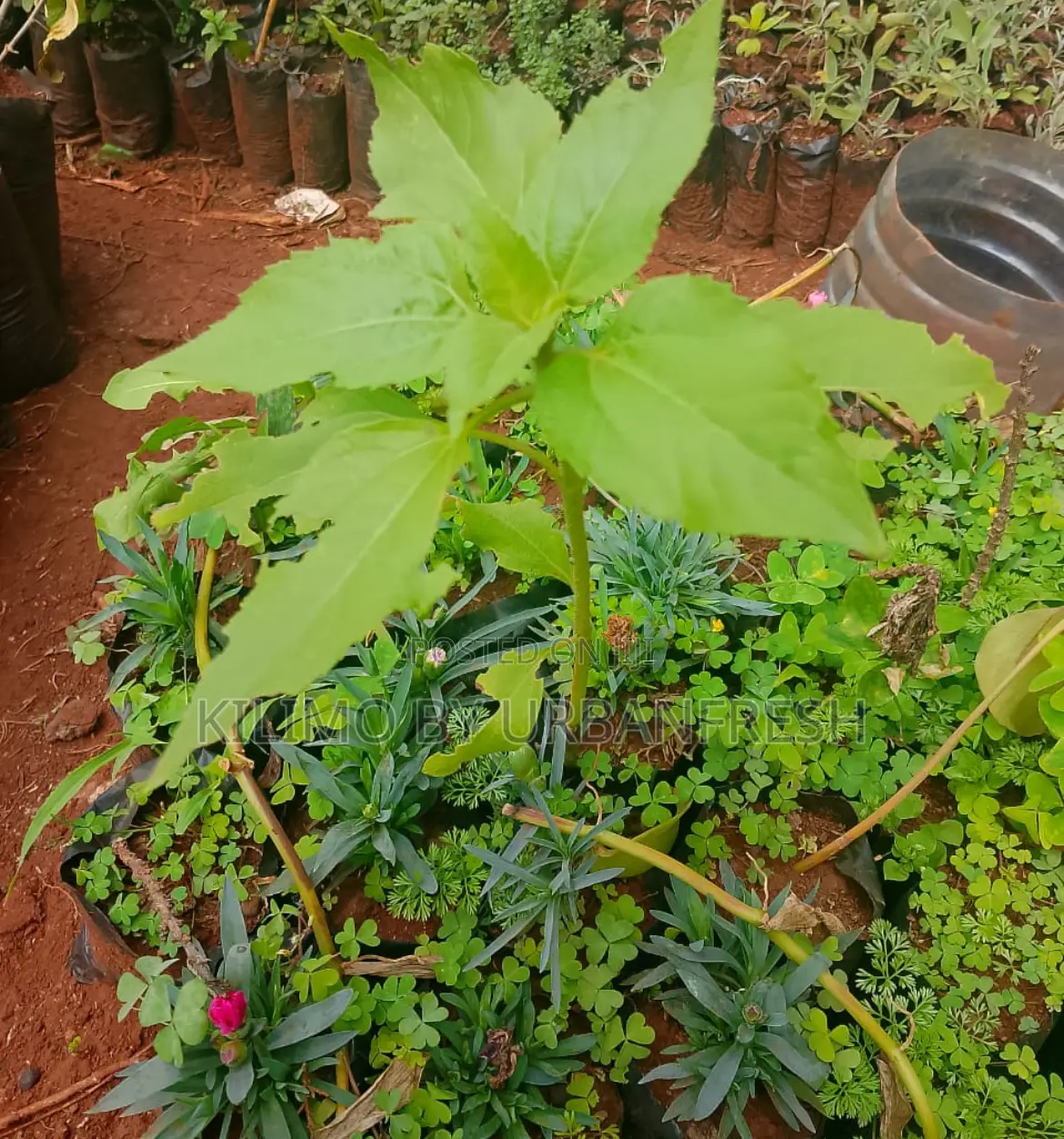 Dwarf Sunflower Seedling Available : Sunshine in Your Garden.
