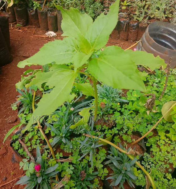 Dwarf Sunflower Seedling Available : Sunshine in Your Garden.