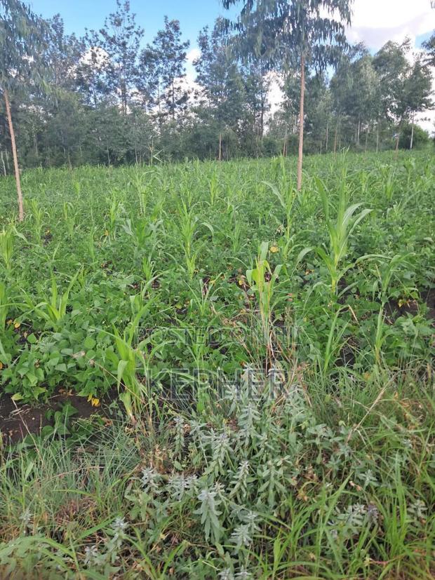 Selling 50*100 Plots at Kenol Kabati - thumbnail 3