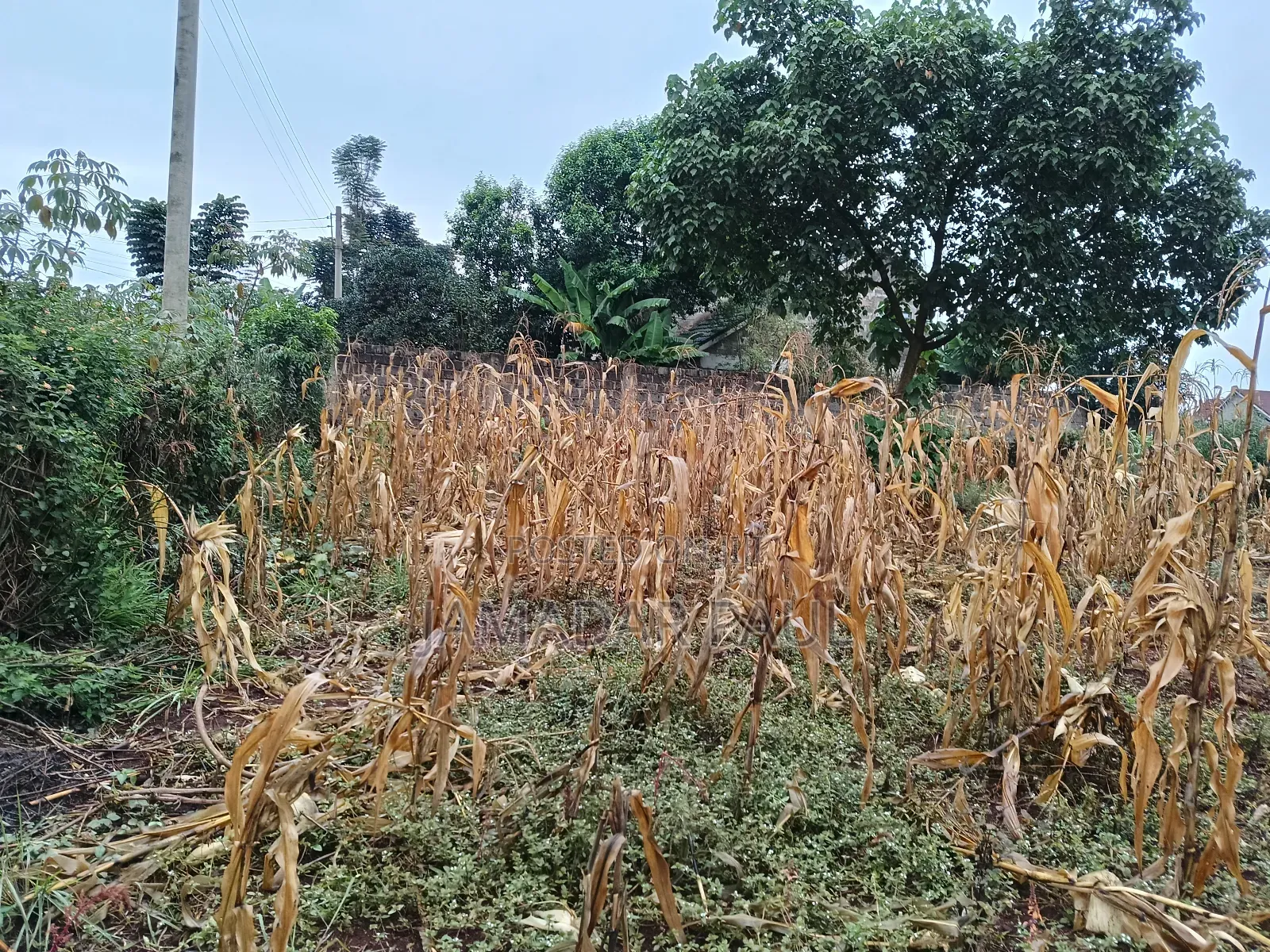 Land for Sale in Thika