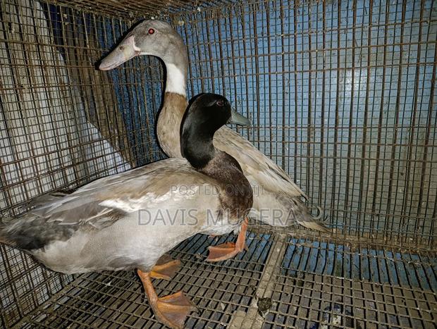 Indian Runner Ducks Mature Males and Females - Pair - main view