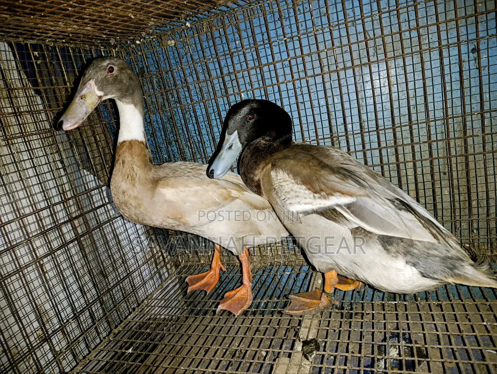 Indian Runner Ducks Mature Males and Females - Pair