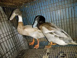 Indian Runner Ducks Mature Males and Females - Pair