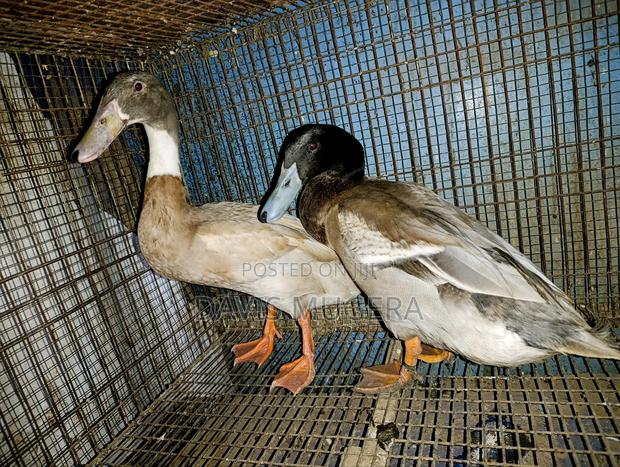 Indian Runner Ducks Mature Males and Females - Pair - thumbnail 2