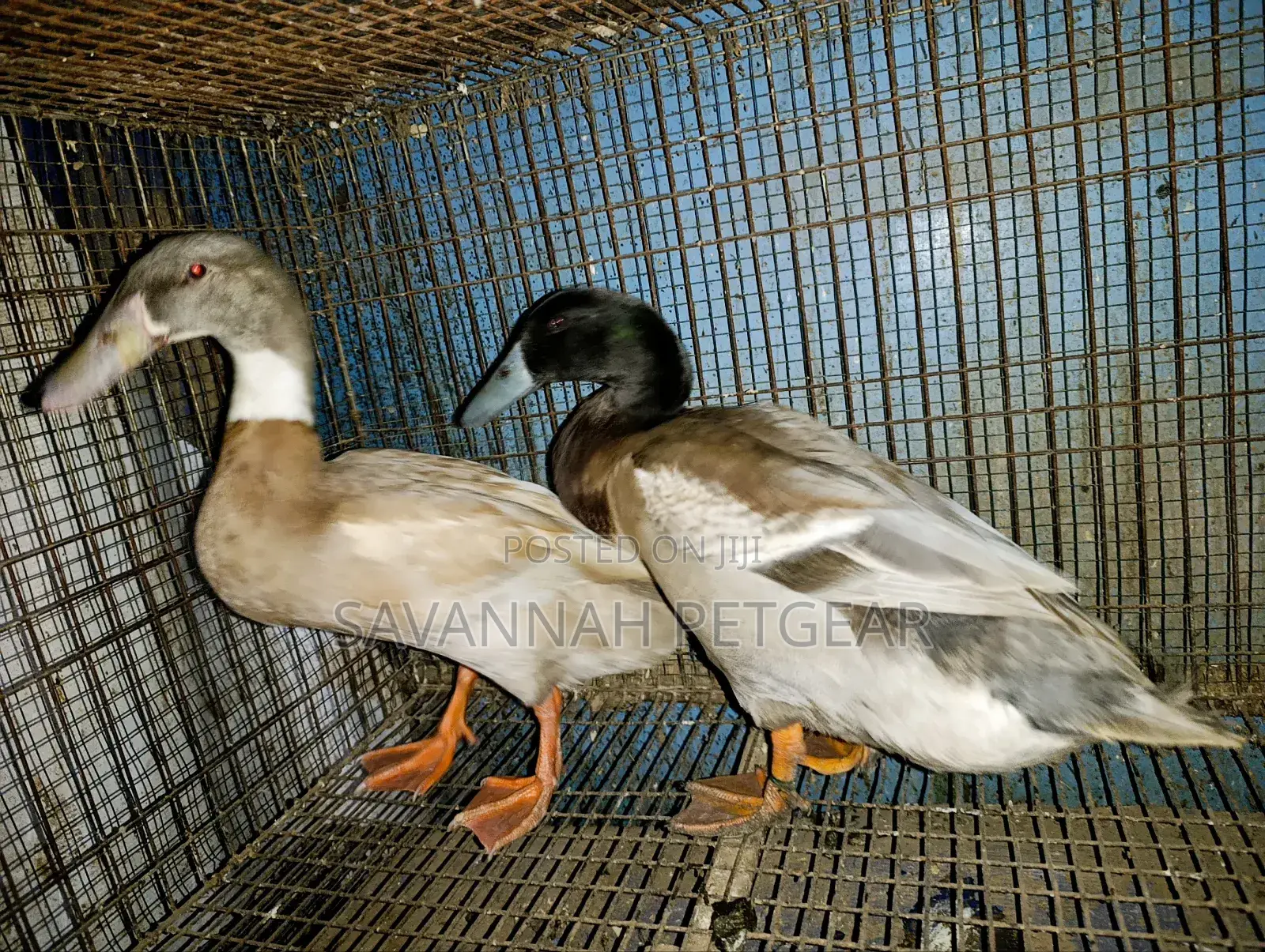 Indian Runner Ducks Mature Males and Females - Pair