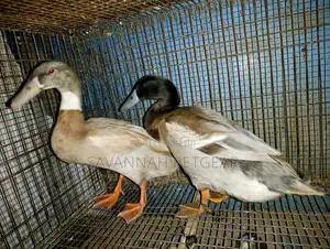 Indian Runner Ducks Mature Males and Females - Pair