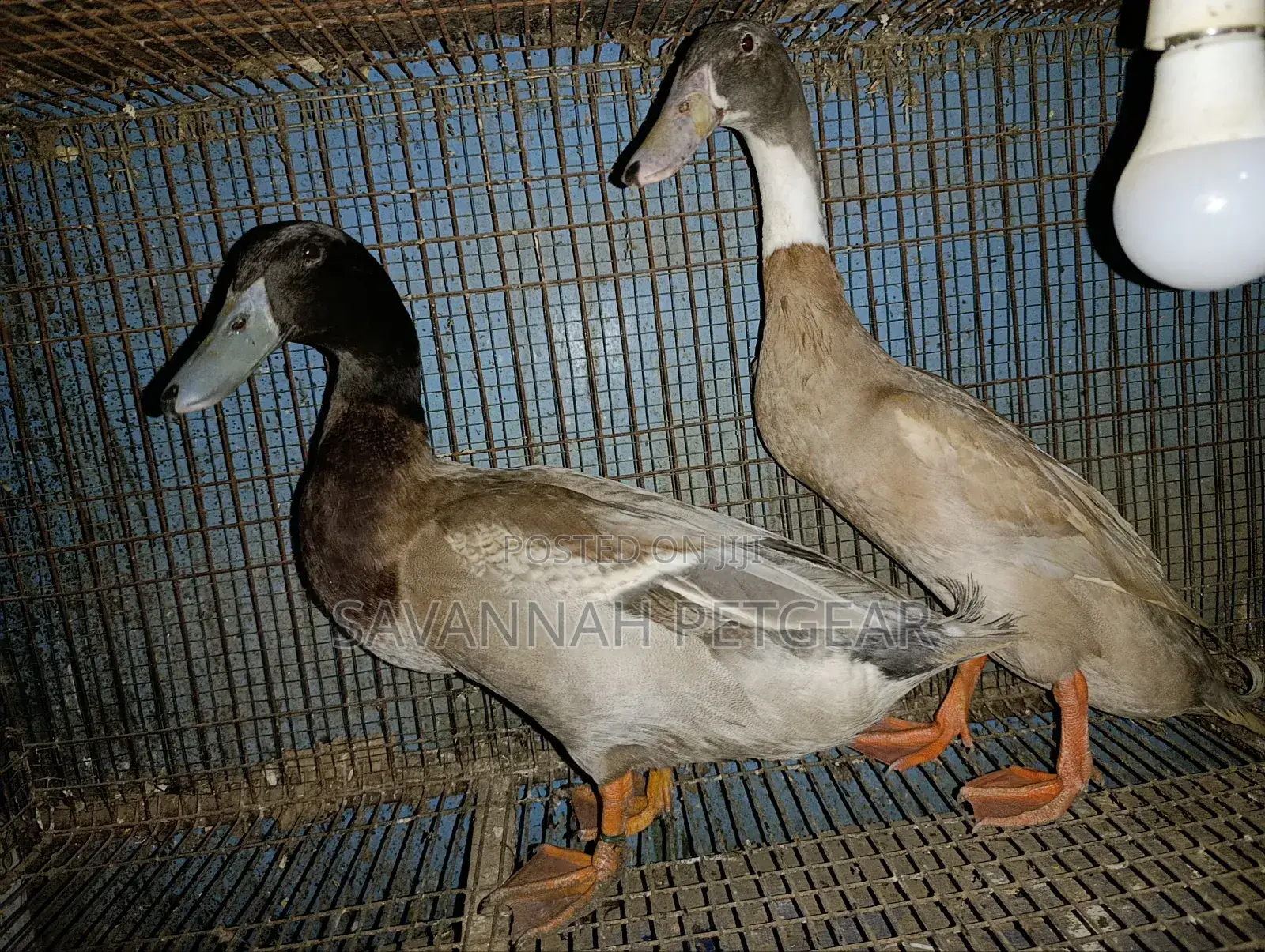 Indian Runner Ducks Mature Males and Females - Pair