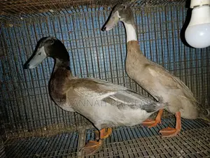Indian Runner Ducks Mature Males and Females - Pair