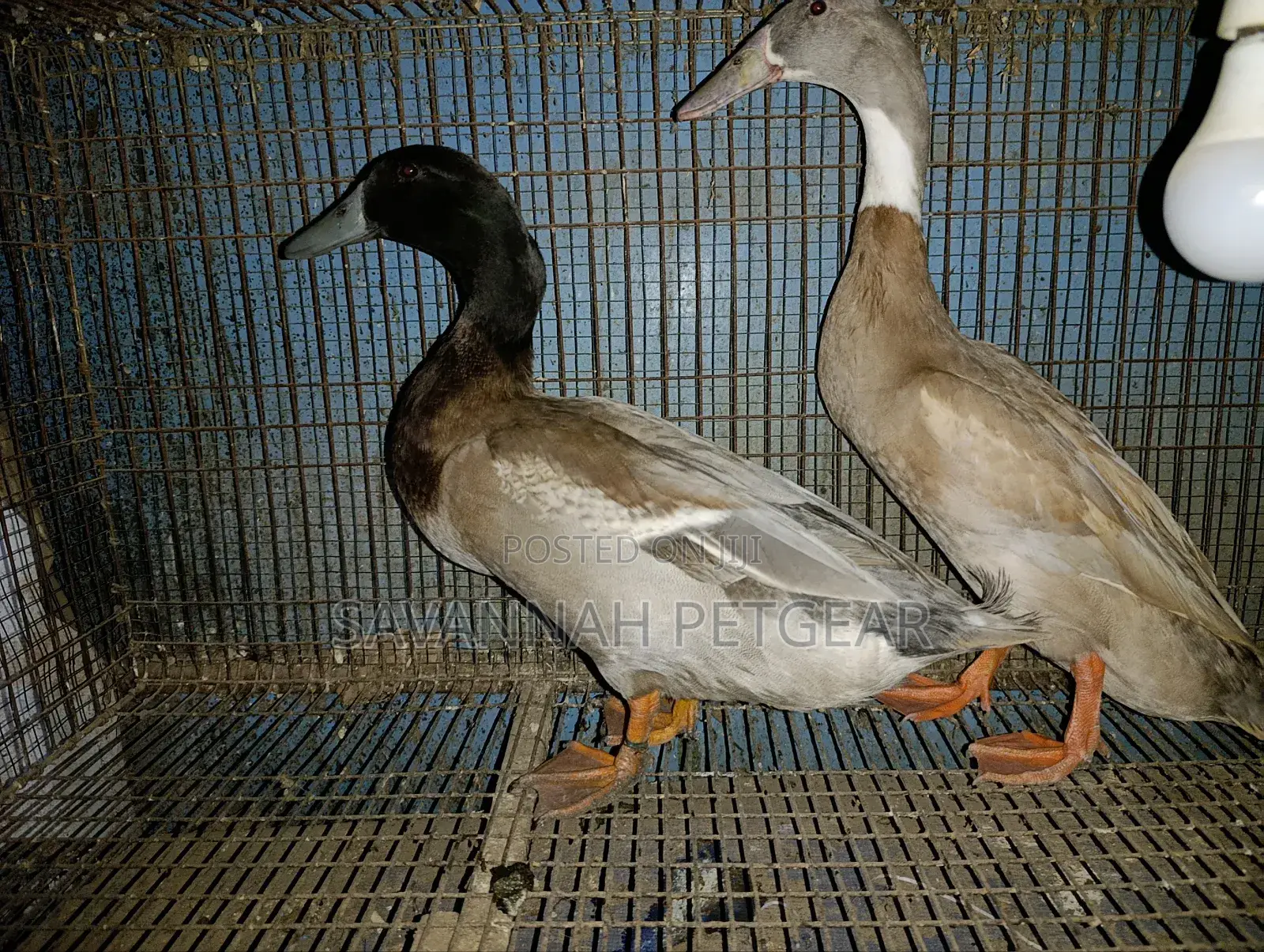 Indian Runner Ducks Mature Males and Females - Pair