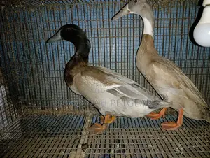 Indian Runner Ducks Mature Males and Females - Pair