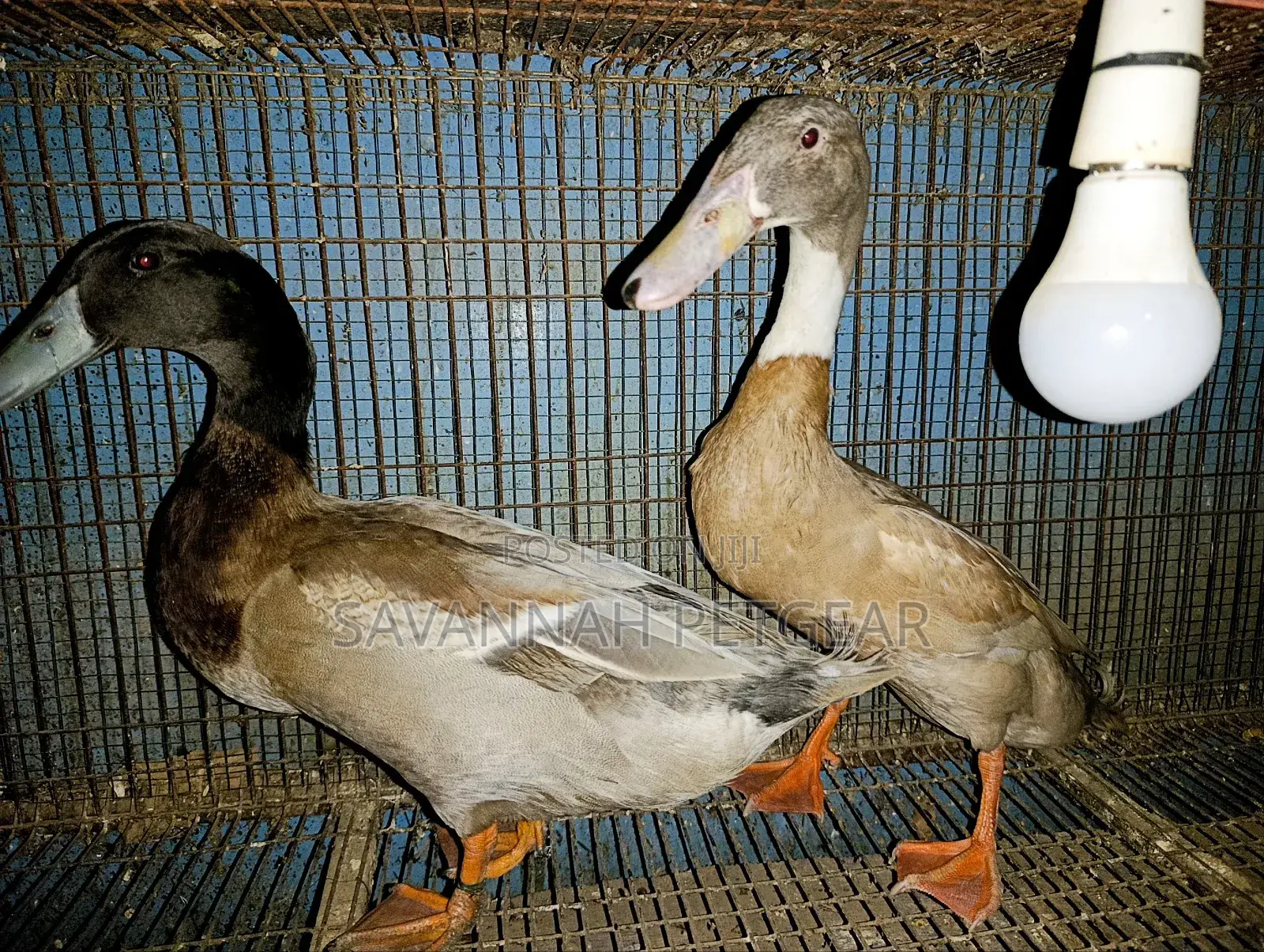 Indian Runner Ducks Mature Males and Females - Pair
