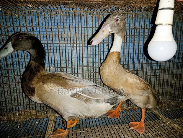Indian Runner Ducks Mature Males and Females - Pair - thumbnail 6