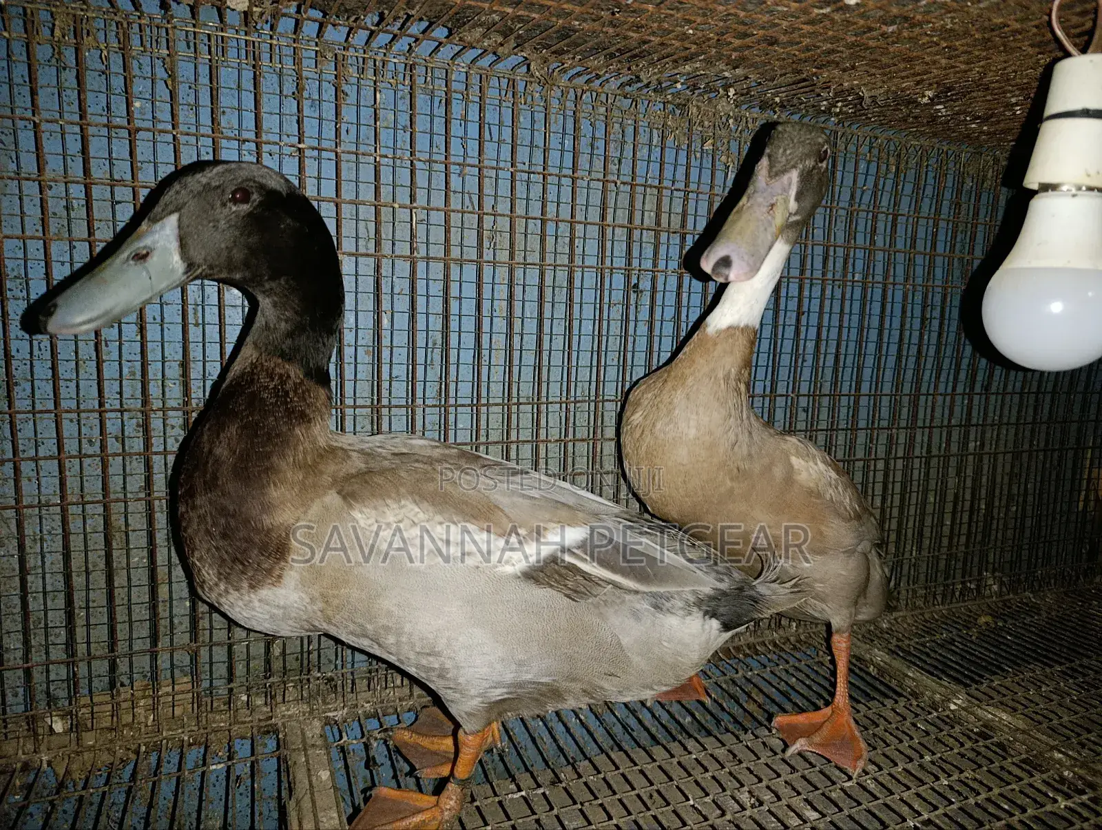 Indian Runner Ducks Mature Males and Females - Pair