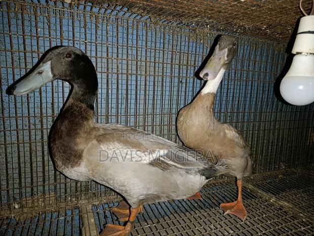 Indian Runner Ducks Mature Males and Females - Pair - thumbnail 7