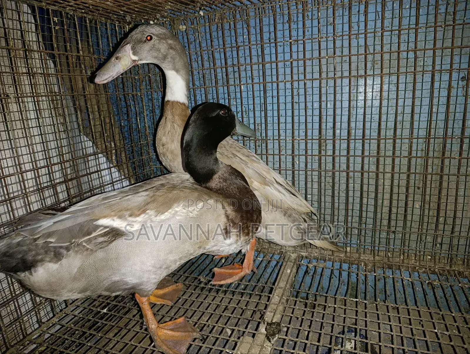 Indian Runner Ducks Mature Males and Females - Pair