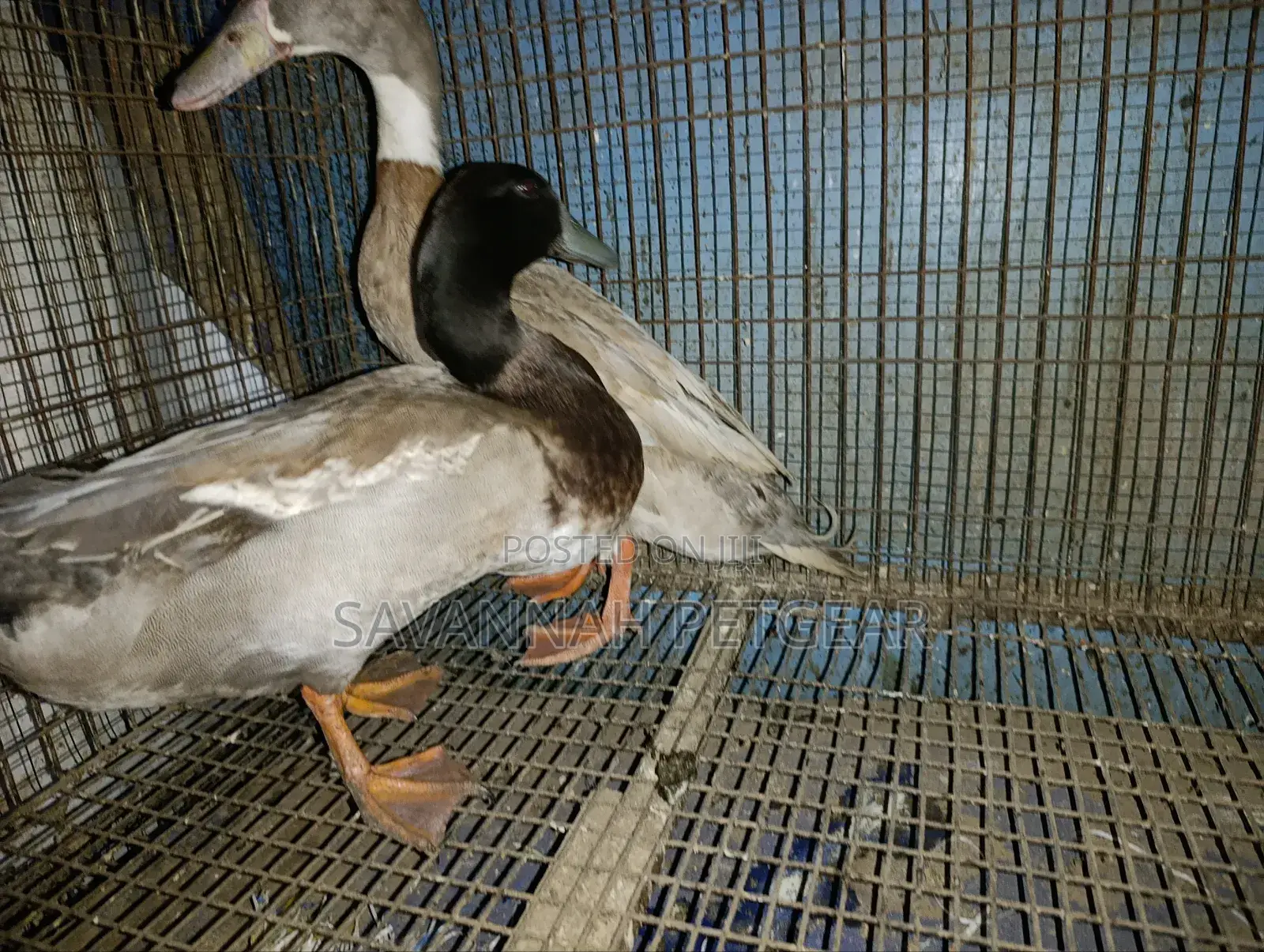 Indian Runner Ducks Mature Males and Females - Pair