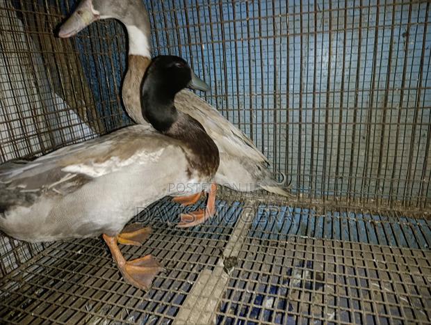 Indian Runner Ducks Mature Males and Females - Pair - thumbnail 9