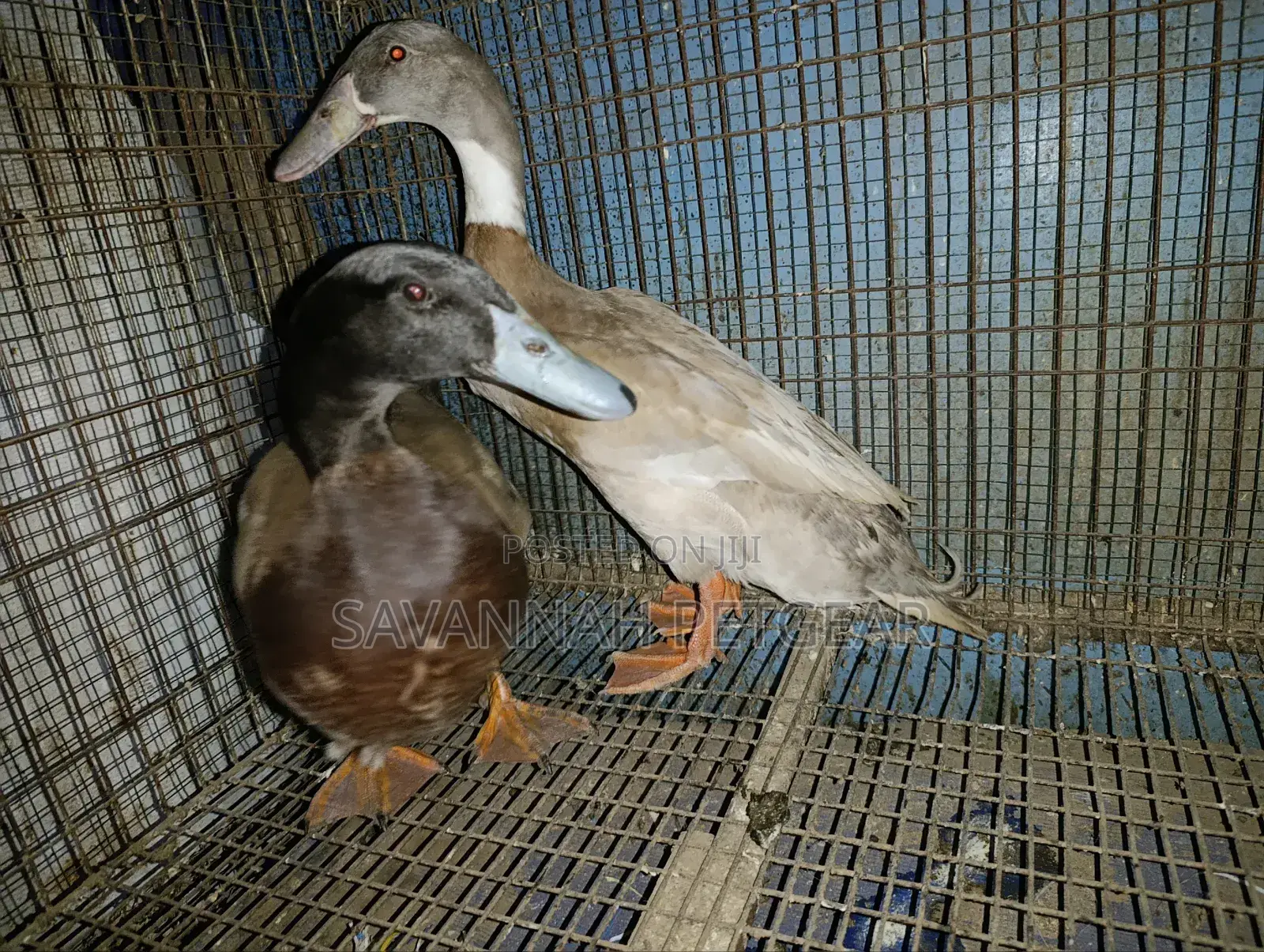 Indian Runner Ducks Mature Males and Females - Pair
