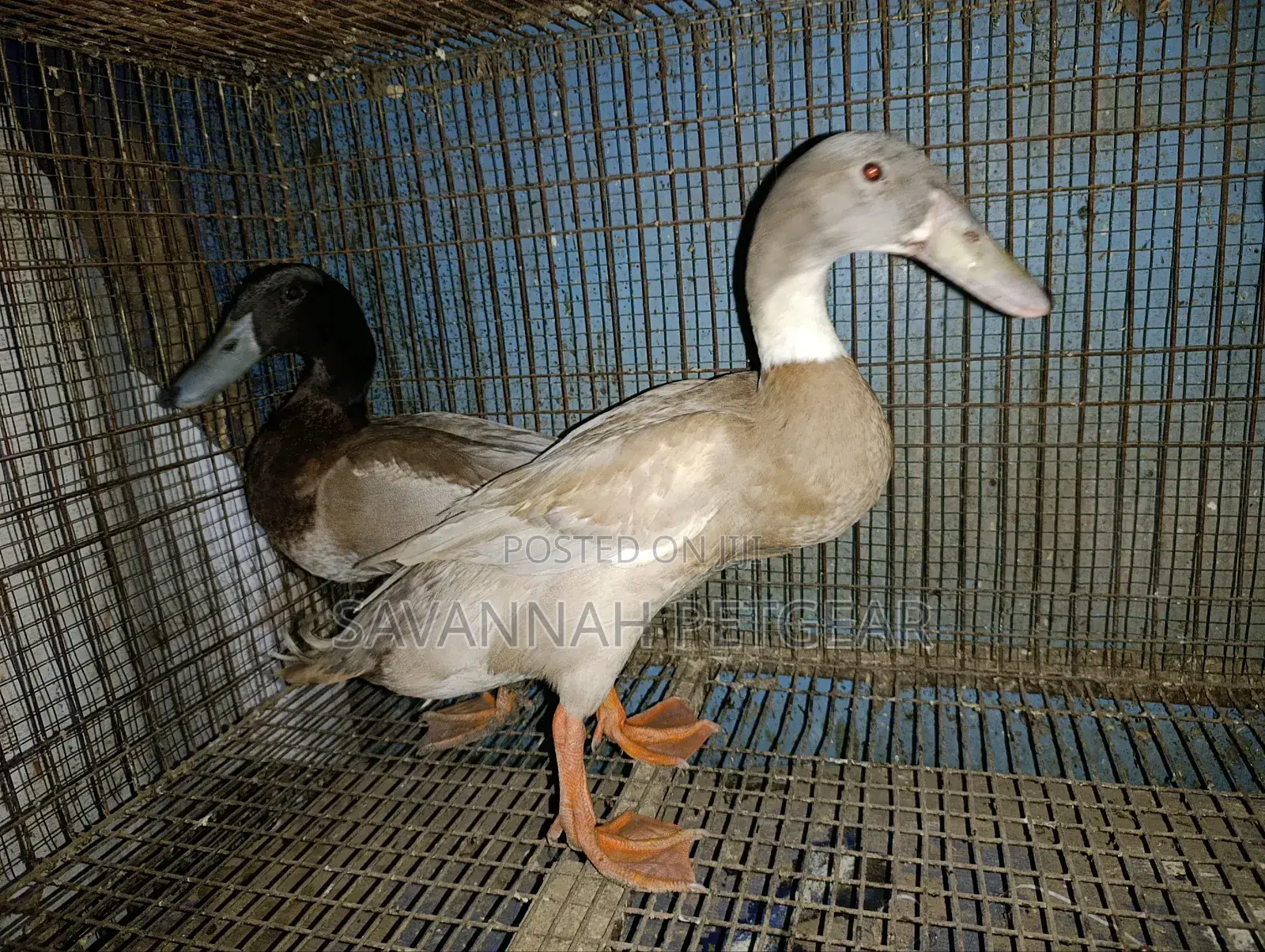 Indian Runner Ducks Mature Males and Females - Pair