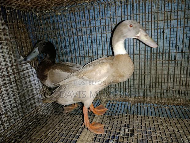 Indian Runner Ducks Mature Males and Females - Pair - thumbnail 11