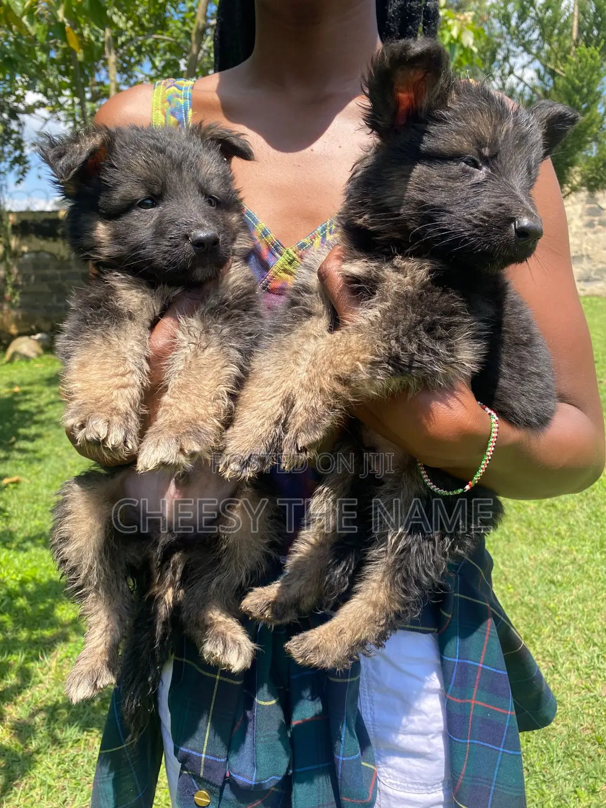 1-3 months Female Purebred German Shepherd