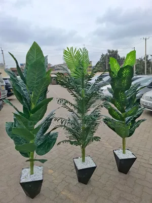 Long Beautiful Plants With Black Vases