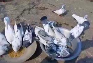 Beautifu Homing Pigeons on Offer!