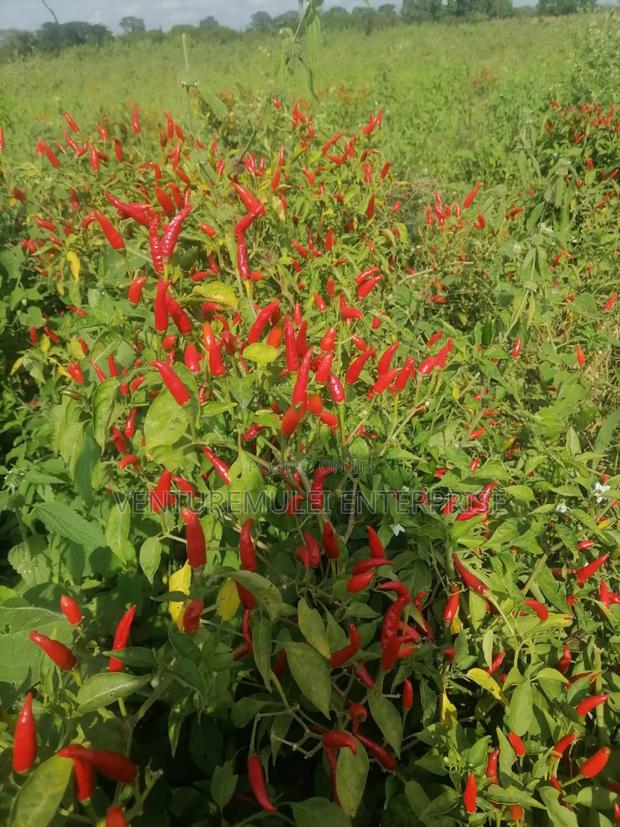 Land for Sale Lunga Lunga in Kwale County It's 28acreas - thumbnail 7
