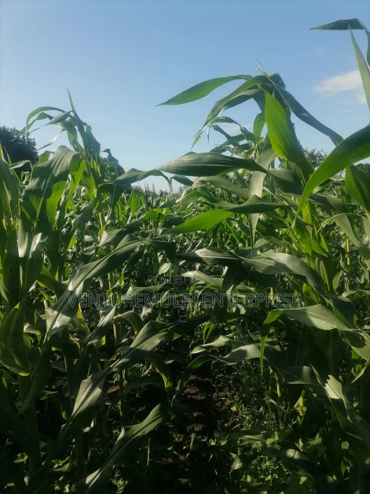 Land for Sale Lunga Lunga in Kwale County It's 28acreas