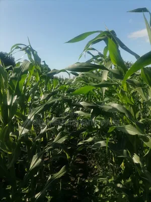 Land for Sale Lunga Lunga in Kwale County It's 28acreas
