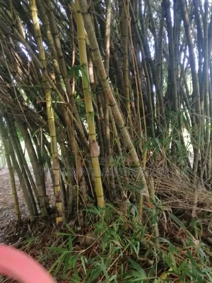 Land for Sale Lunga Lunga in Kwale County It's 28acreas