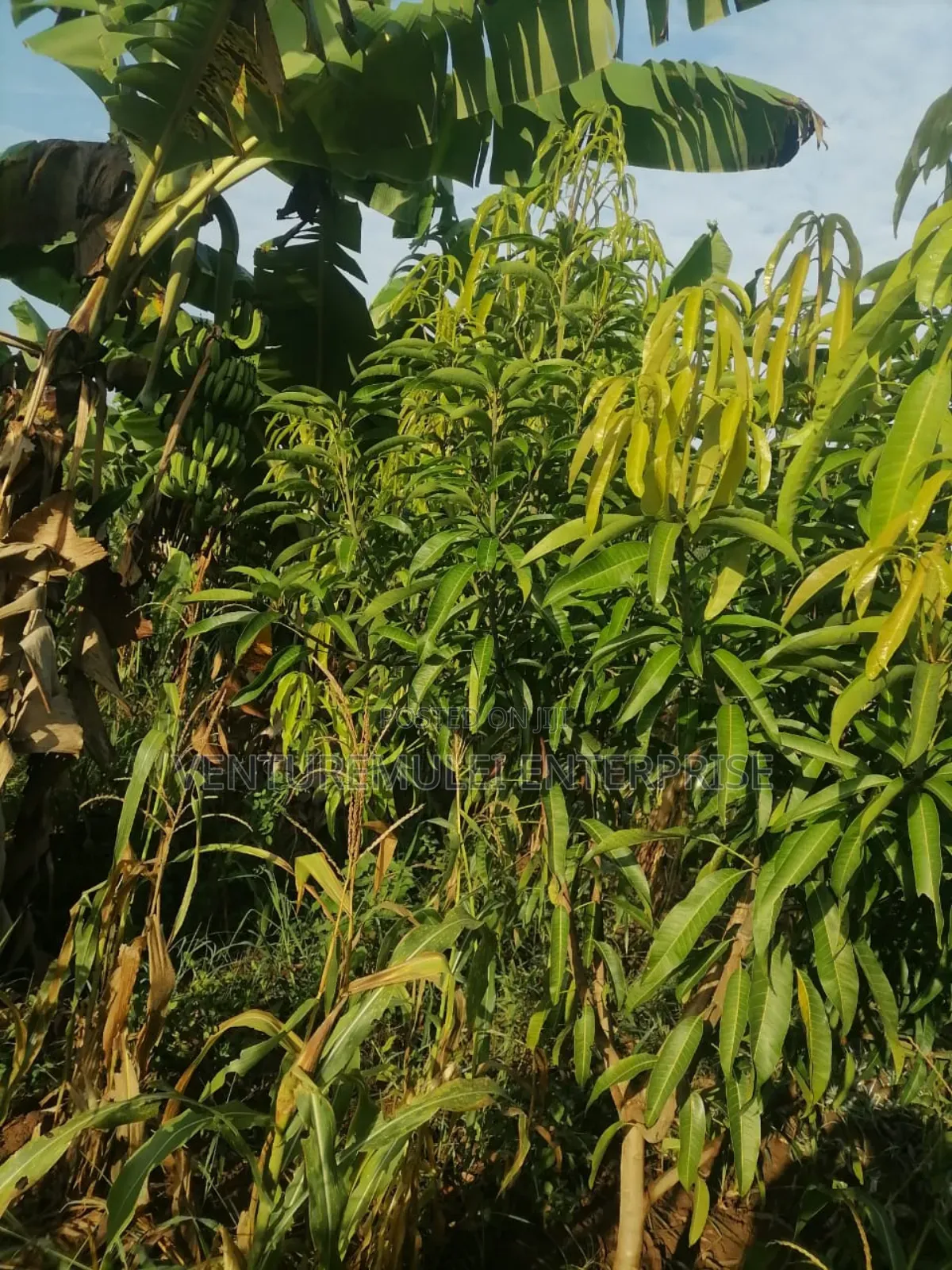 Land for Sale Lunga Lunga in Kwale County It's 28acreas