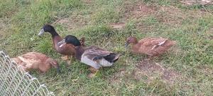 Rouen Drake - thumbnail 2