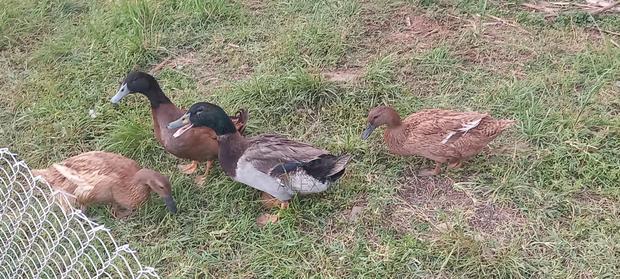 Rouen Drake - main view