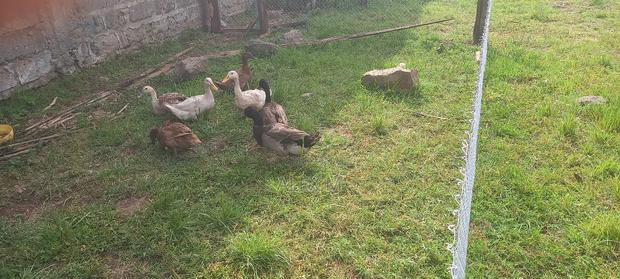 Rouen Drake - thumbnail 3