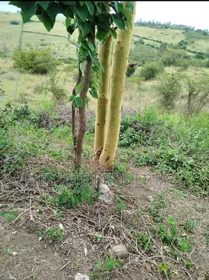 1 Acre Parcel at Kiserian, Off Pipeline Road Close to Olerai School