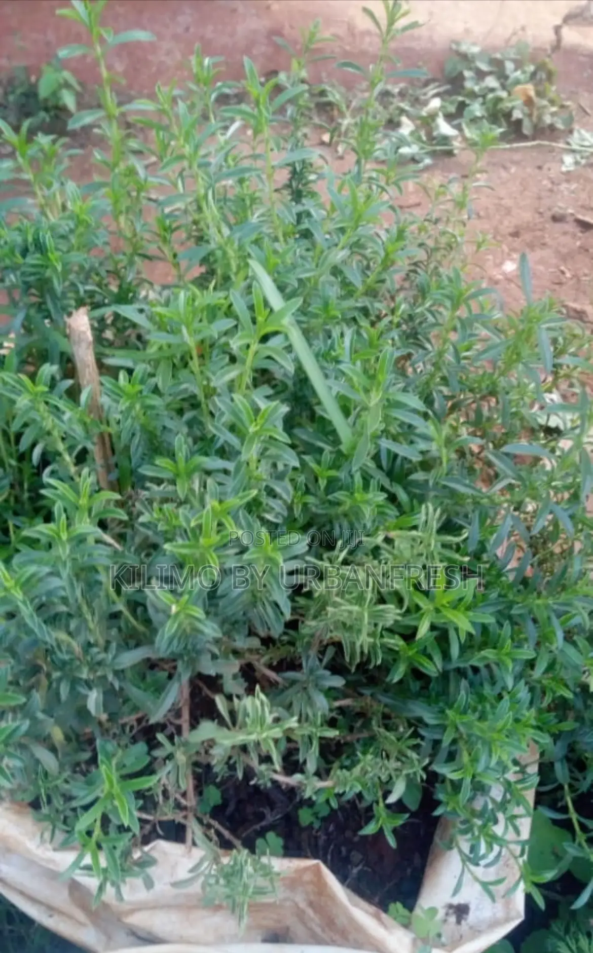 Winter Savory Plant Seedling.
